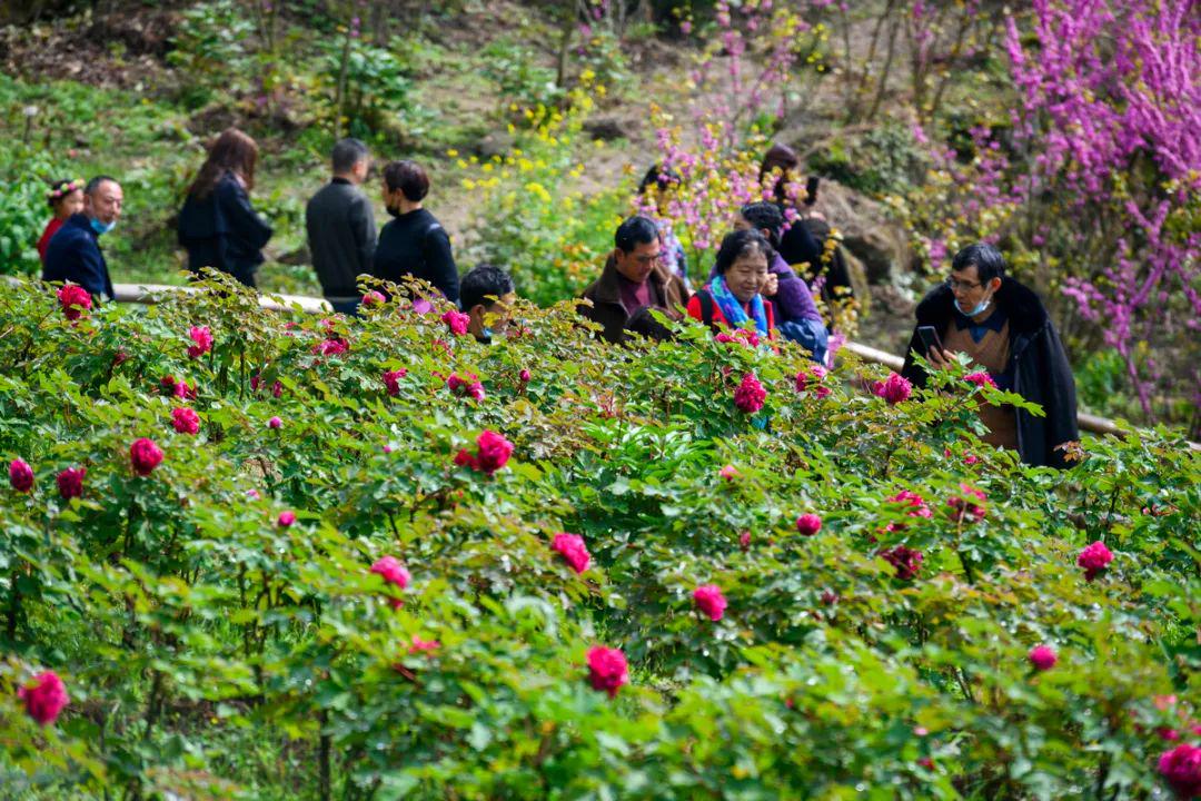 掩龙牡丹园最新动态,绽放的美丽与未来展望