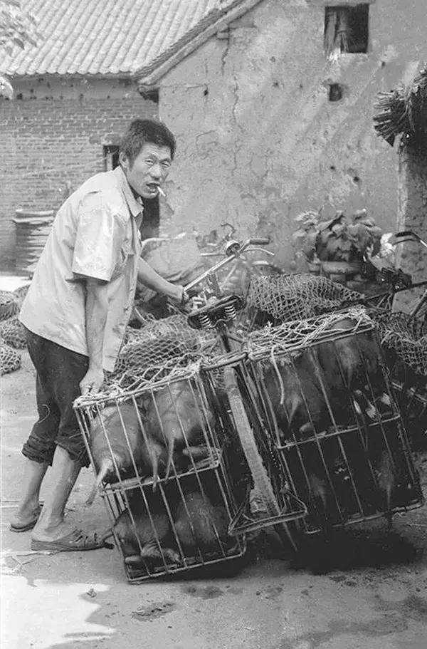 平顶山新城区车祸事件深度报道及最新进展