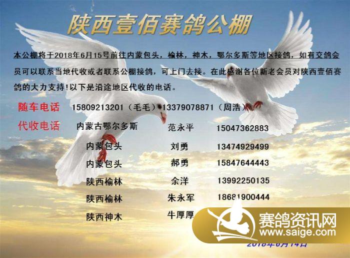 壹佰赛鸽公棚最新动态,引领赛鸽运动迈入新篇章