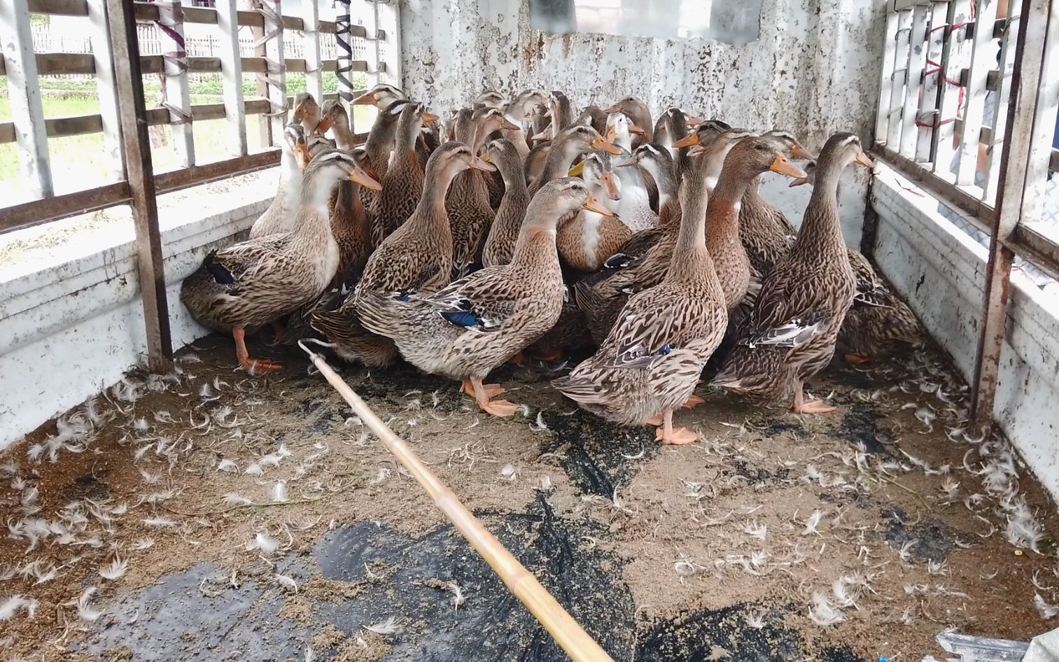 老鸭窝最新地址一,探索与发现之旅启程