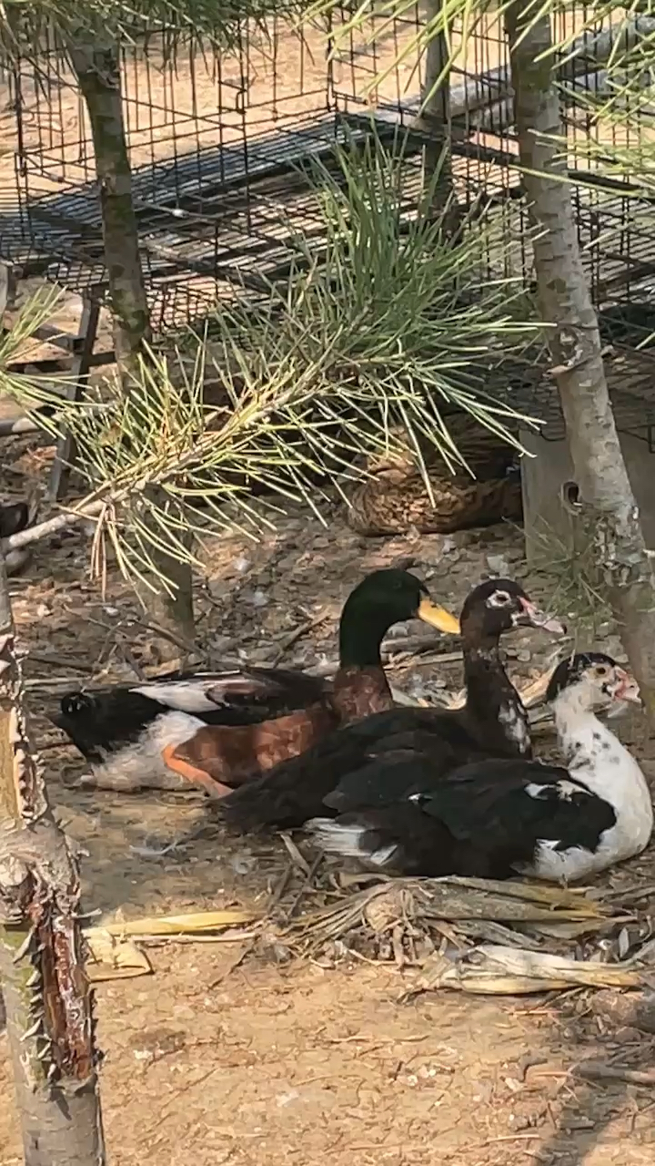 老鸭窝最新地址一,探索与发现之旅启程