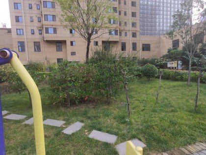 爱菊欣园2017最新动态,新篇章绽放