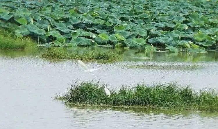 方岛湿地公园最新动态揭晓,最新消息与新闻汇总