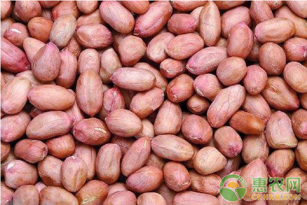 辽宁花生米最新价格行情及走势分析