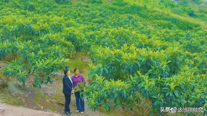 通川区碑庙镇最新消息速递,最新动态与新闻更新