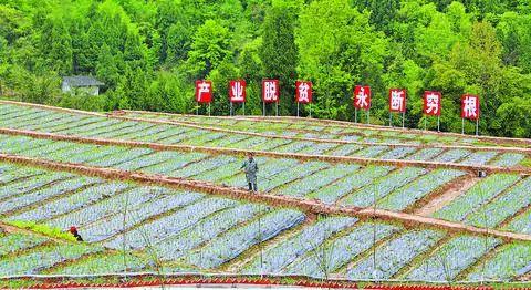 通川区碑庙镇最新消息速递,最新动态与新闻更新