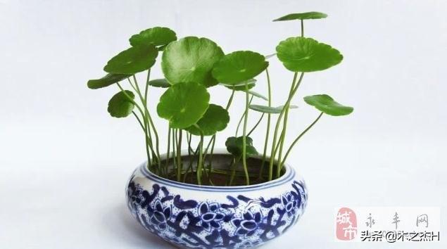 十二生肖赚钱的软件app,最新热门解答落实_VIP72.21.20