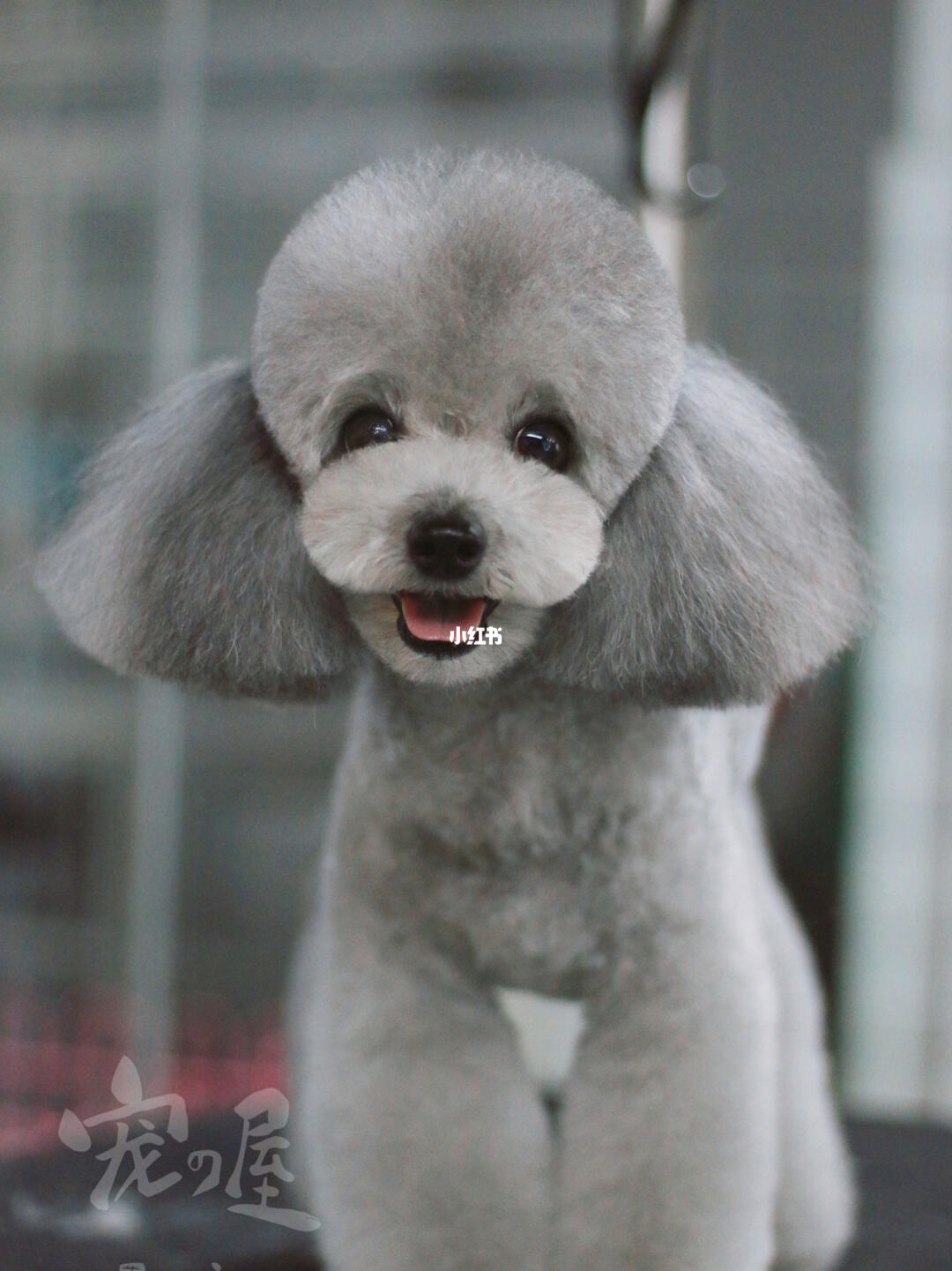 泰迪最新造型图片大全,时尚造型大图展示