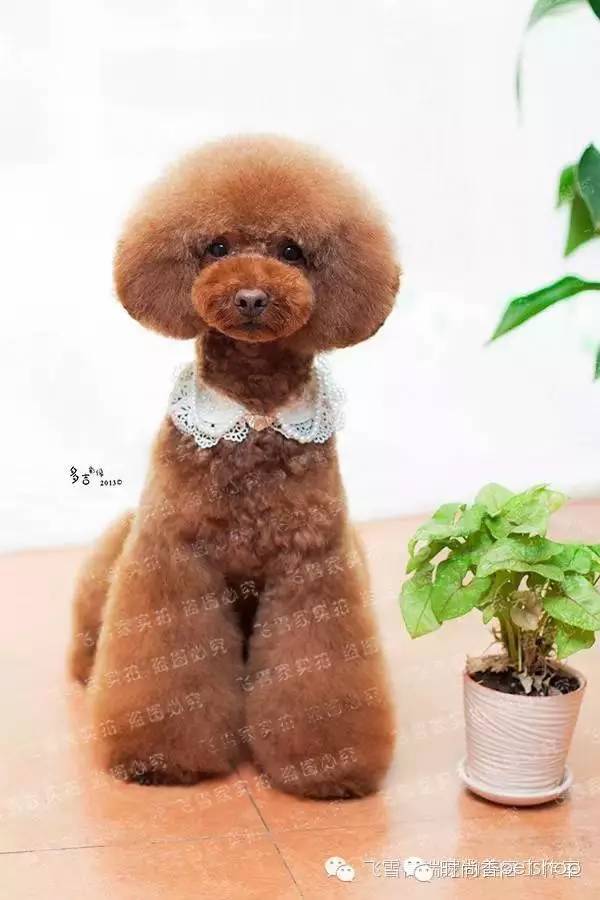 泰迪最新造型图片大全,时尚造型大图展示