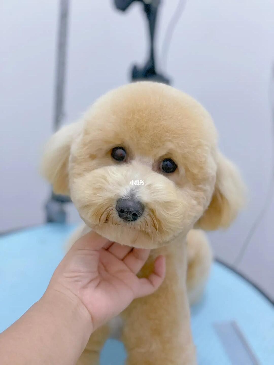 泰迪最新造型图片大全,时尚造型大图展示