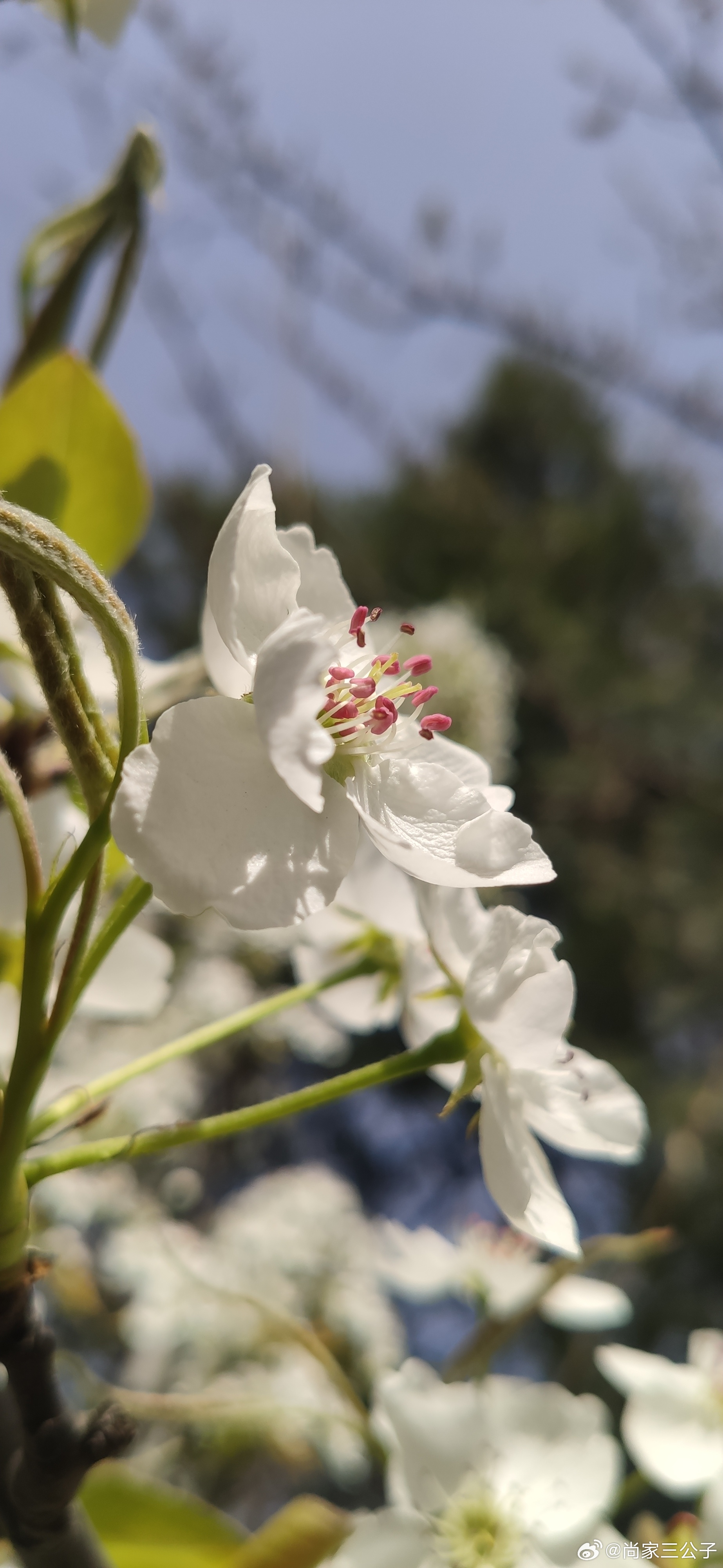 露泣梨花白如玉,最新章节及意义解析