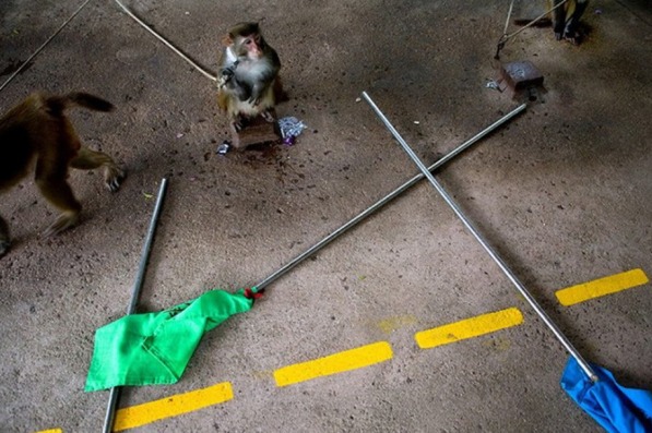 管家婆一码一肖,动态词语解释落实_iShop22.100.51