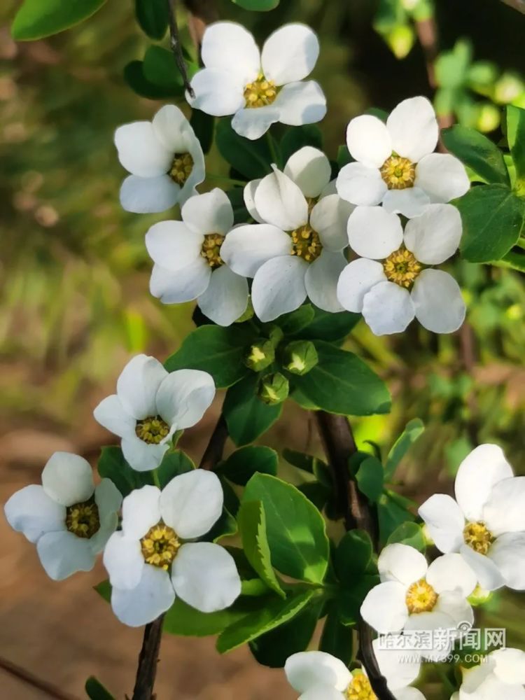丁香婷婷深情五月亚洲,五月深情丁香婷婷绽放亚洲魅力_探险版5.31