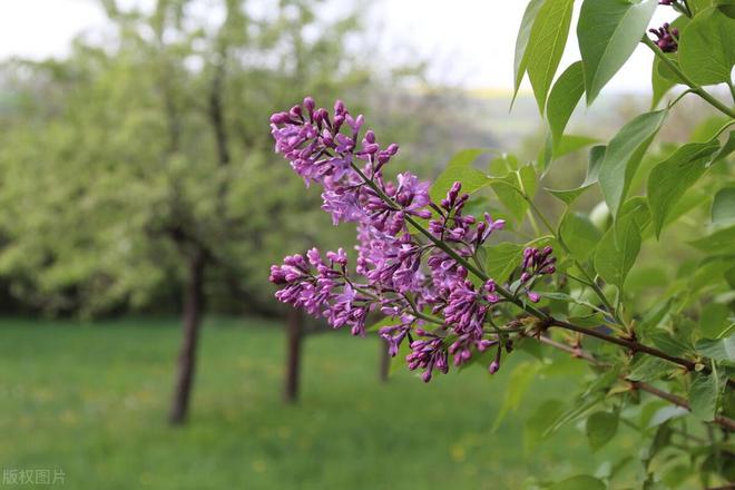 丁香婷婷深情五月亚洲,五月深情丁香婷婷绽放亚洲魅力_探险版5.31
