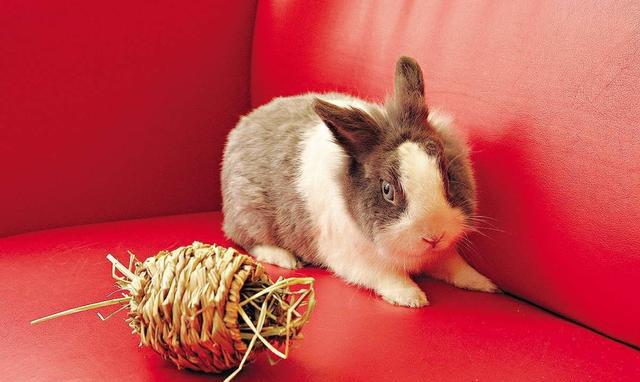 四不像今晚必中一肖,今晚必中生肖全解析_网红版9.17