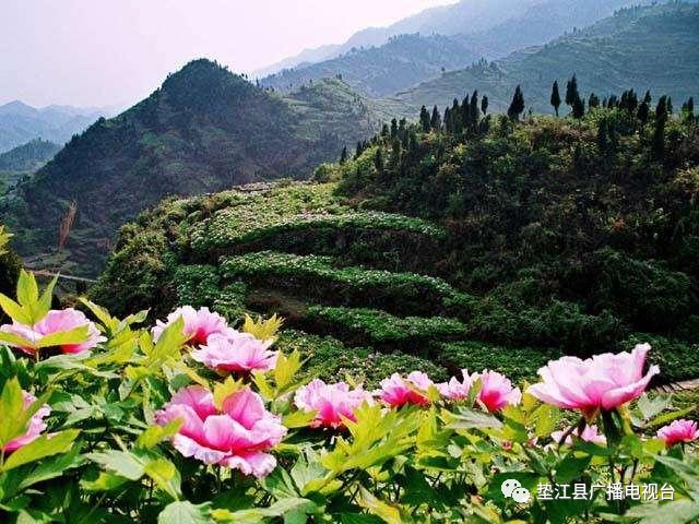 重庆垫江最新热点事件揭秘