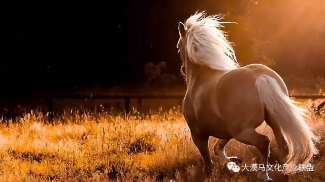 香港2024最准马资料免费揭开赢家背后的秘密_马迷必看