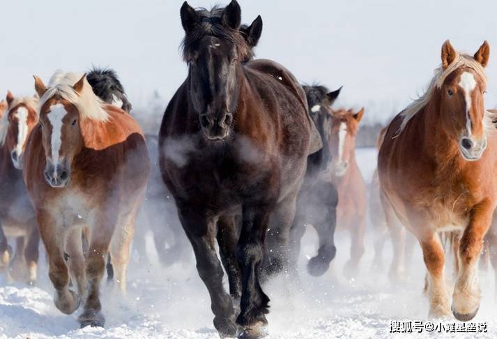 香港2024最准马资料免费揭开赢家背后的秘密_马迷必看