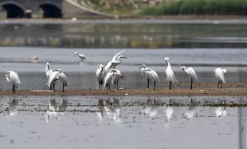 藁城段滹沱河最新规划与规划图曝光