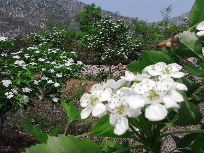 临朐嵩山风景区最新动态与图片欣赏