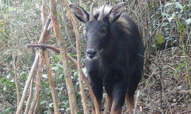 四不像正版,实践解答解释落实_10DM79.797