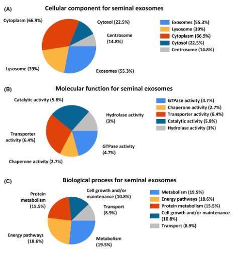 新奥2024正版资料大全,数据分析解释定义_Holo29.16.53