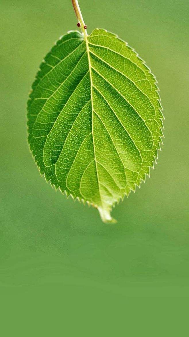 最新护眼壁纸图片大全,清新护眼壁纸集锦