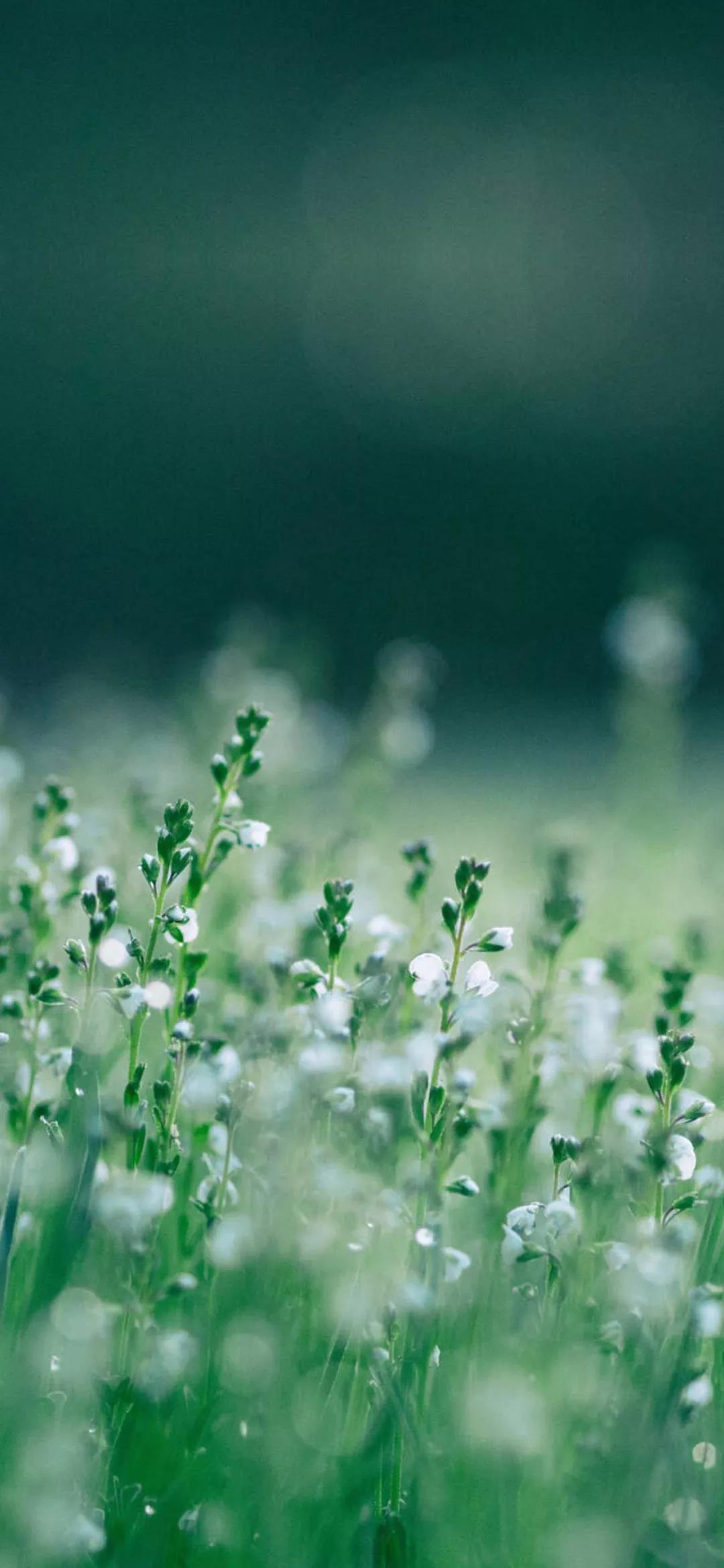 最新护眼壁纸图片大全,清新护眼壁纸集锦