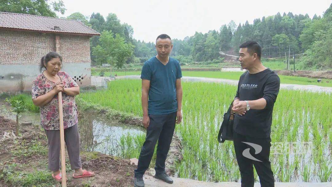 安岳文化镇最新动态速递,最新消息一览无余