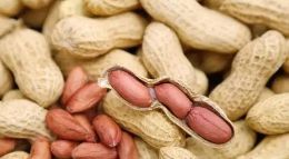 安徽花生价格最新行情2023年分析报告