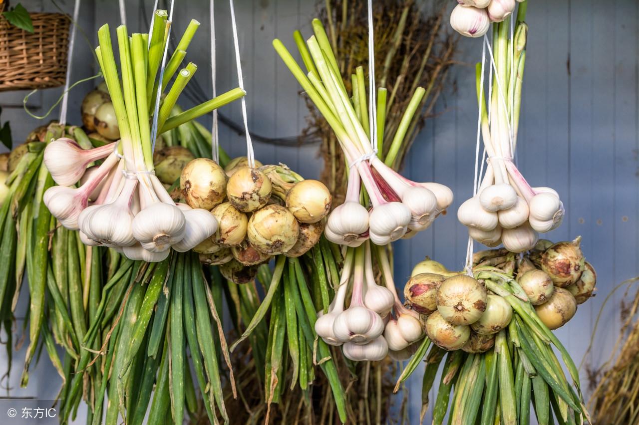 山东金乡洋葱最新价格行情揭秘