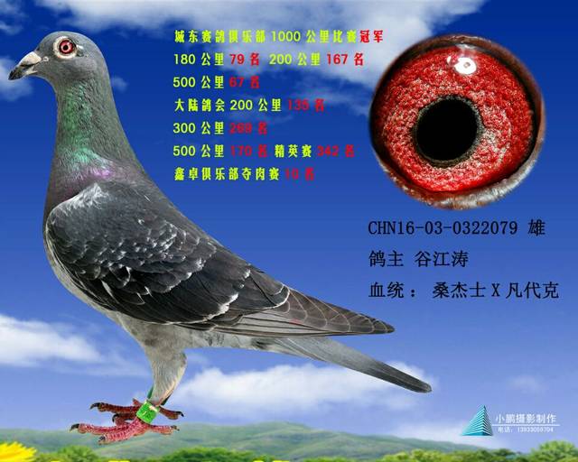 晟翔赛鸽俱乐部最新公告发布