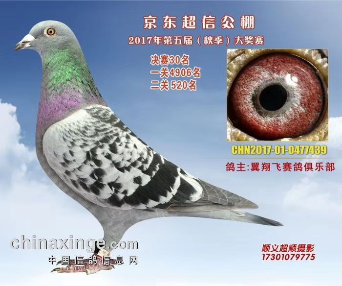 晟翔赛鸽俱乐部最新公告发布