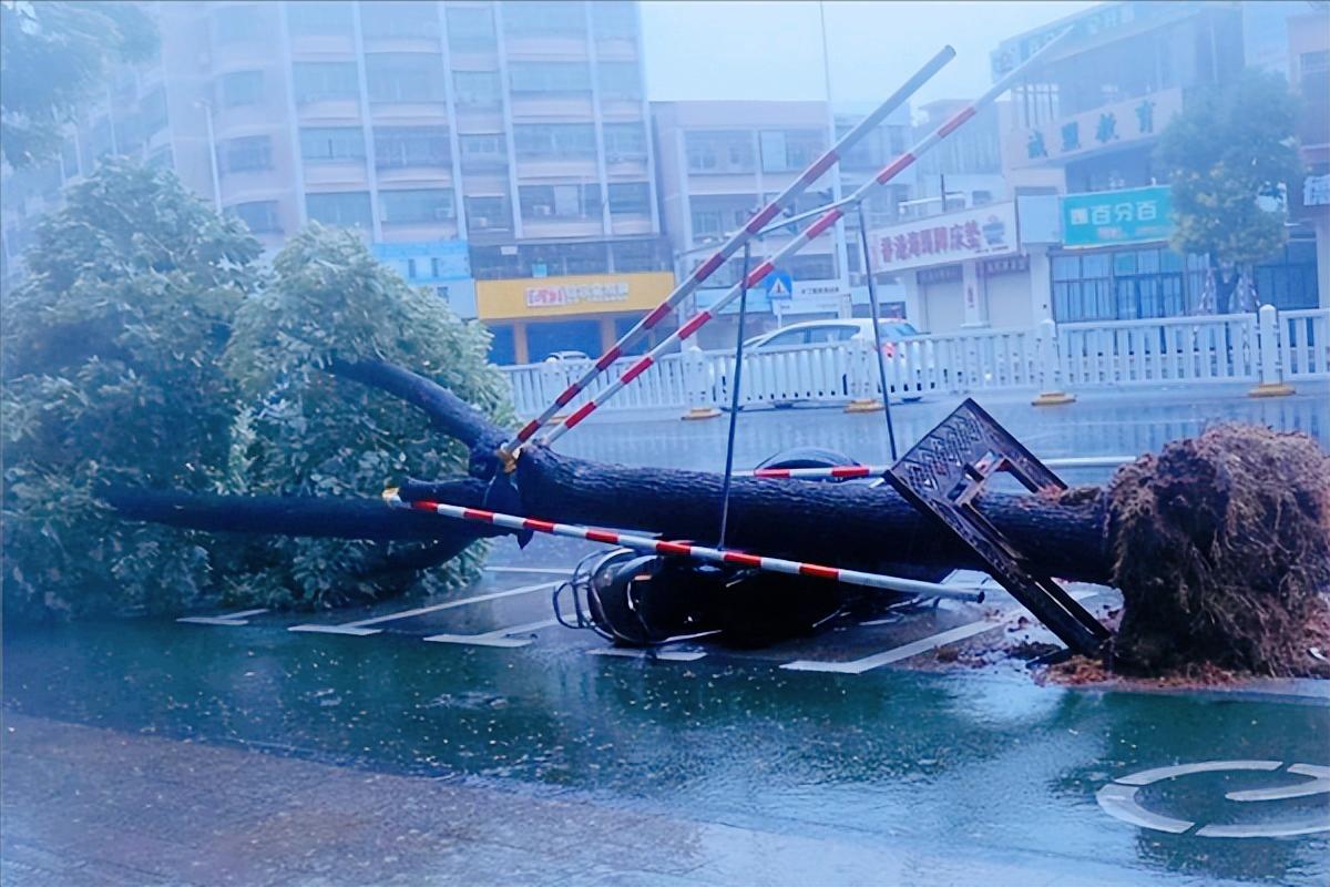 台风胚胎最新消息