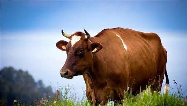 低头慢行砍似懒!,指什么生肖