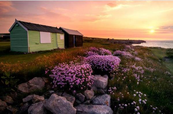 花香烏語世外居,指什么生肖