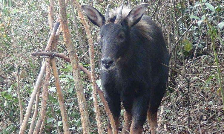 龙骧虎步 第7页