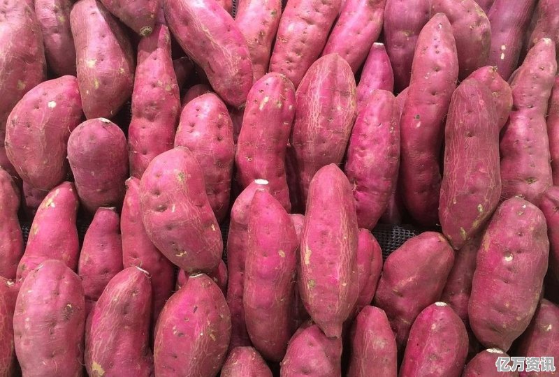 最新地瓜价格,最新地瓜价格动态,市场走势与种植前景展望