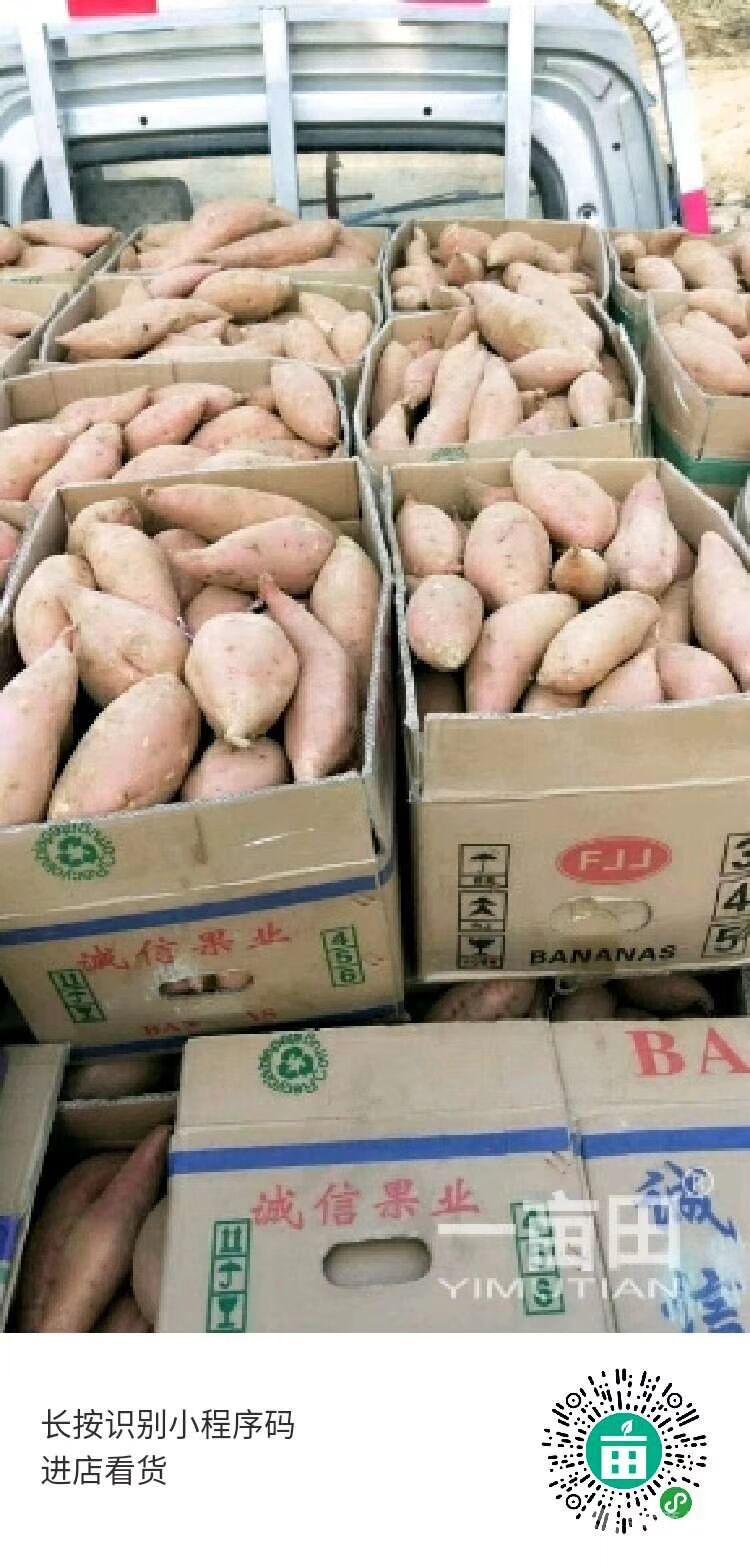 最新地瓜价格,最新地瓜价格动态,市场走势与种植前景展望