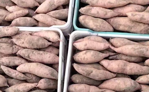 最新地瓜价格,最新地瓜价格动态,市场走势与种植前景展望