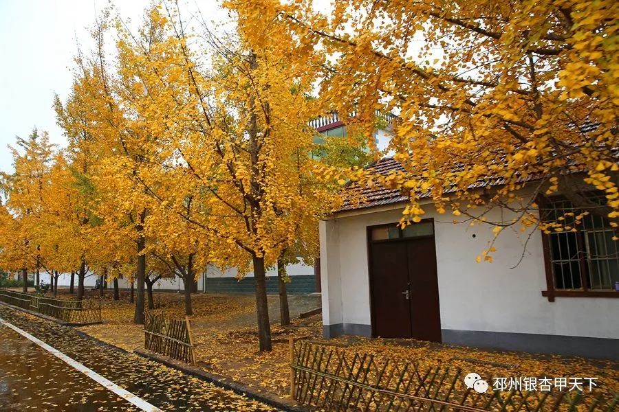 新奥彩资料免费提供_邳州郯城最新消息,担保计划执行法策略_授权版2.81.111