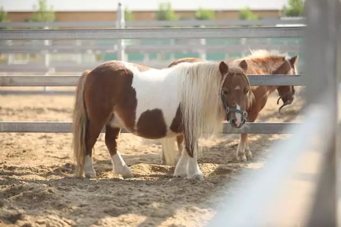 2024特马今晚开奖_卞兆猛最新消息,处于迅速响应执行_环境版1.40.519