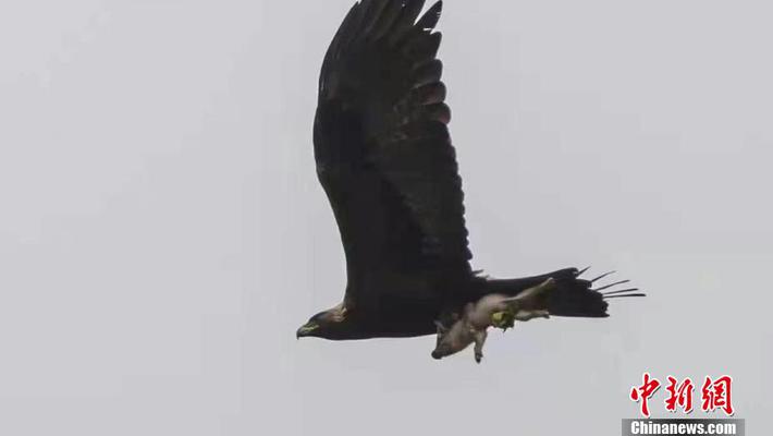 澳门三期内必中三肖_啄木鸟2024最新作品,专家意见法案_智能版6.46.77