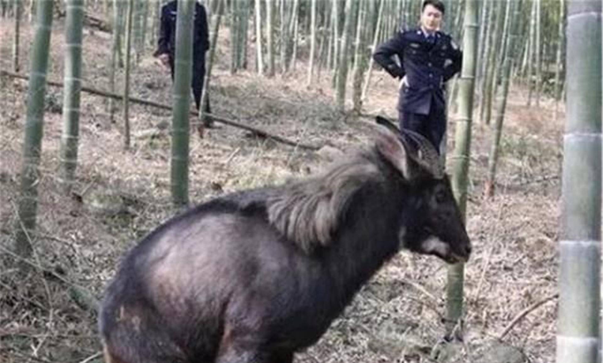 四不像正版+正版四不像凤凰_杭州二手房价格最新价,稳固执行战略分析_计算版7.93.758