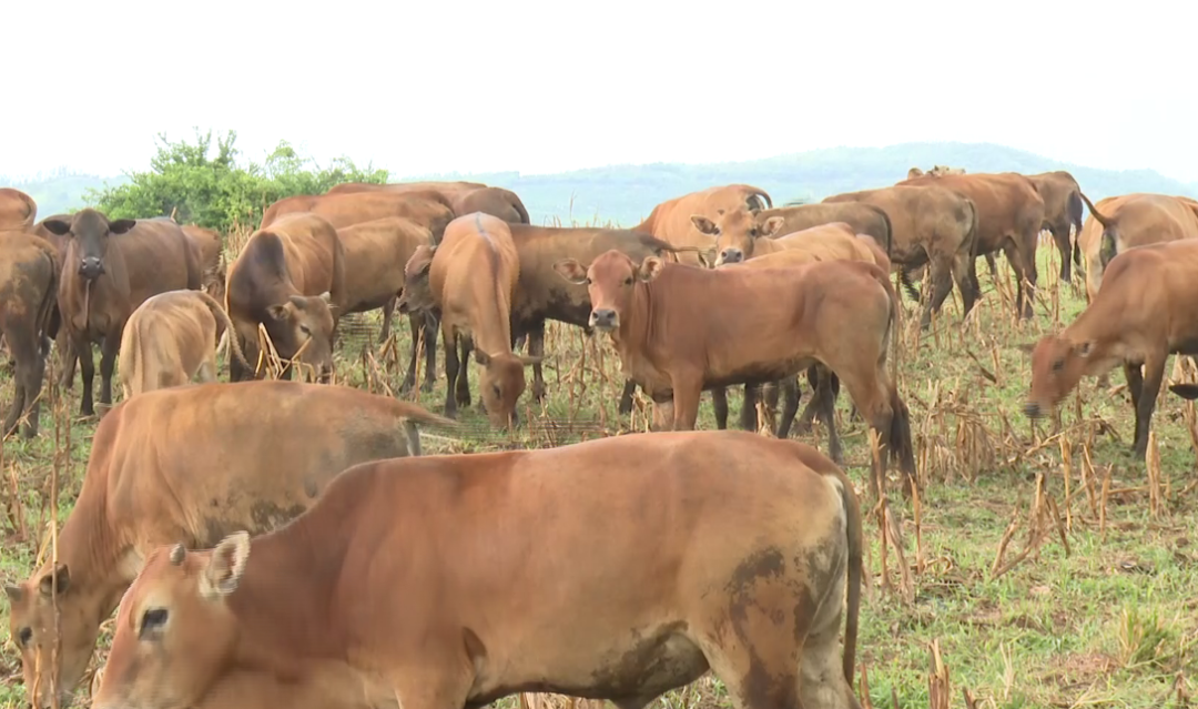 澳门四不像正版四不像网_美国留学生失踪最新进展,社会承担实践战略_智巧版7.43.321