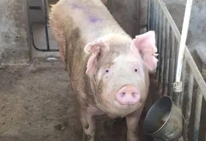 最新精子窝1,探索男性健康的新领域