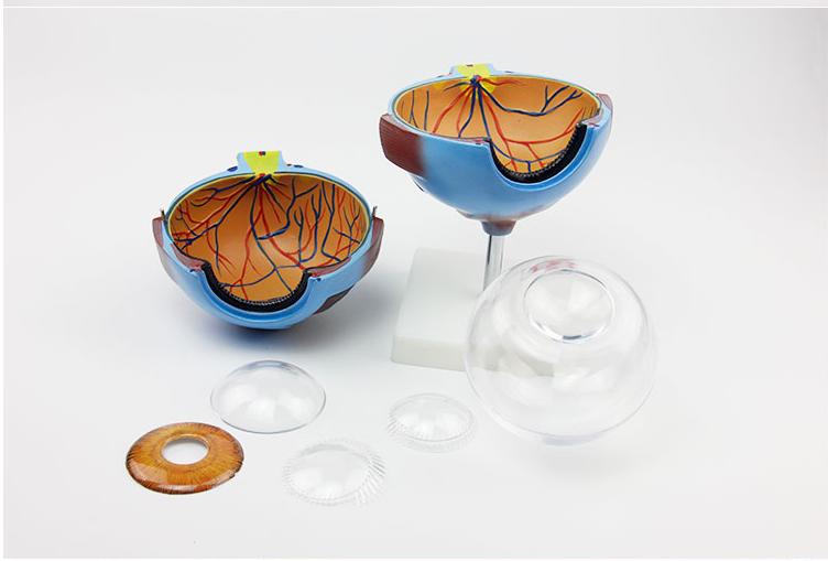 眼的模型最新,探索视觉科学的进步之旅