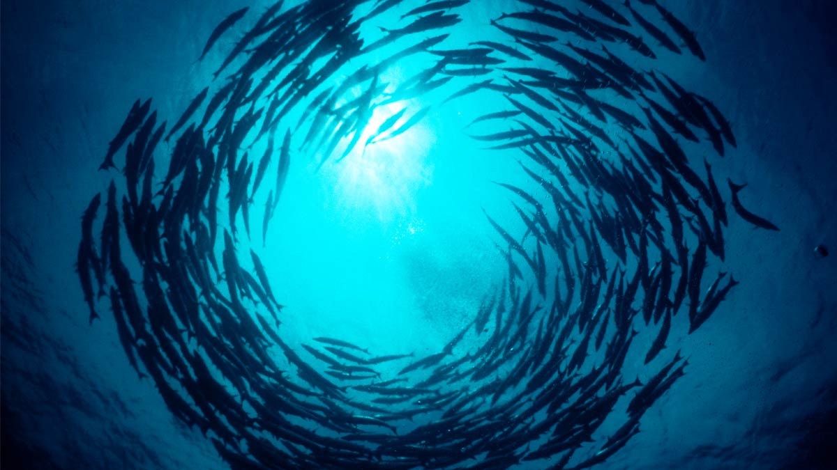 妖夜最新书,高科技产品引领未来,体验前所未有的科技生活