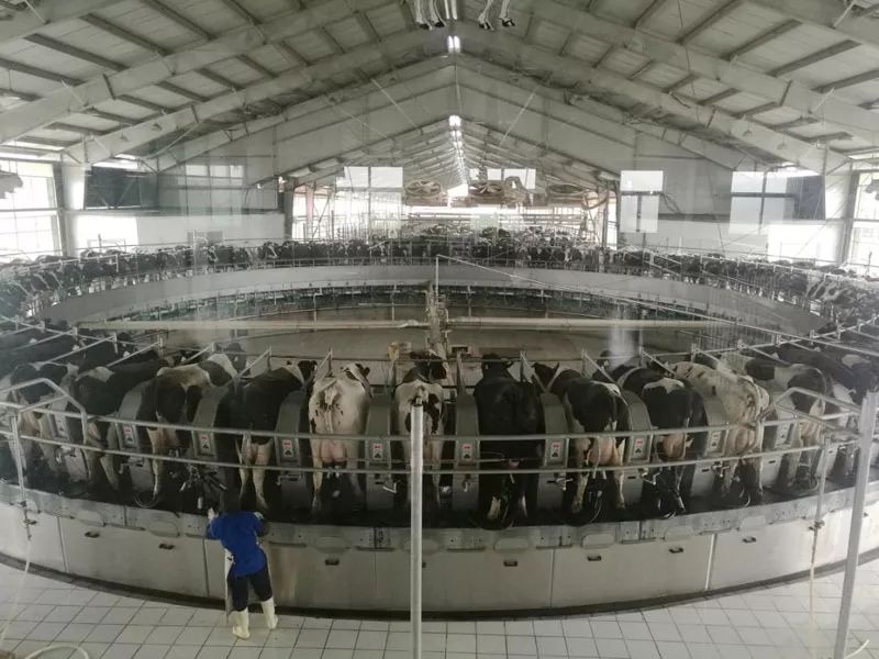 蓝伦牧最新动态,引领畜牧业创新发展的先锋力量