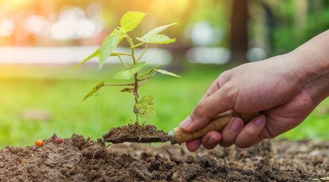 最新的大棵植物,成长的力量与自信的种子